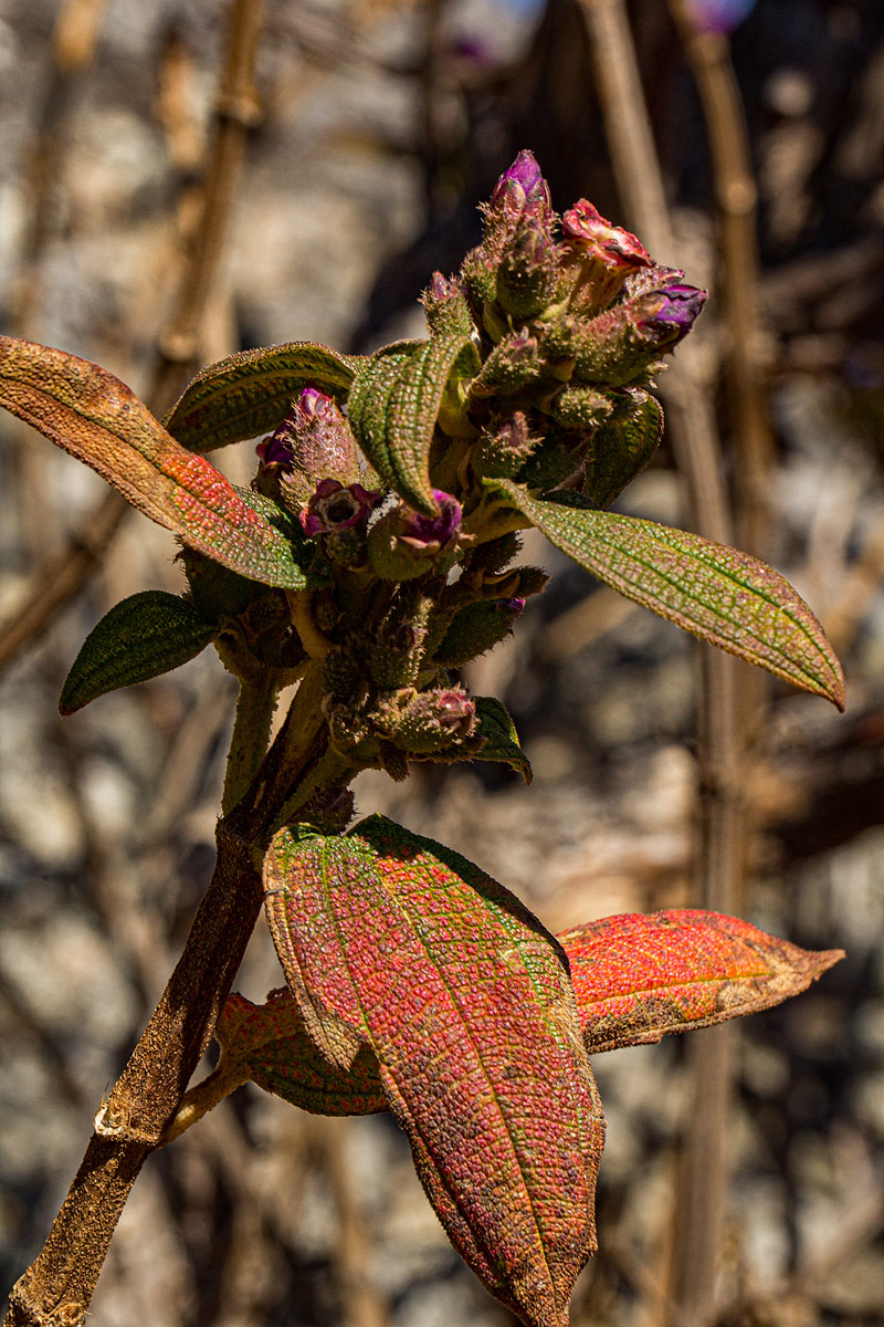 Dissotis melleri var. melleri