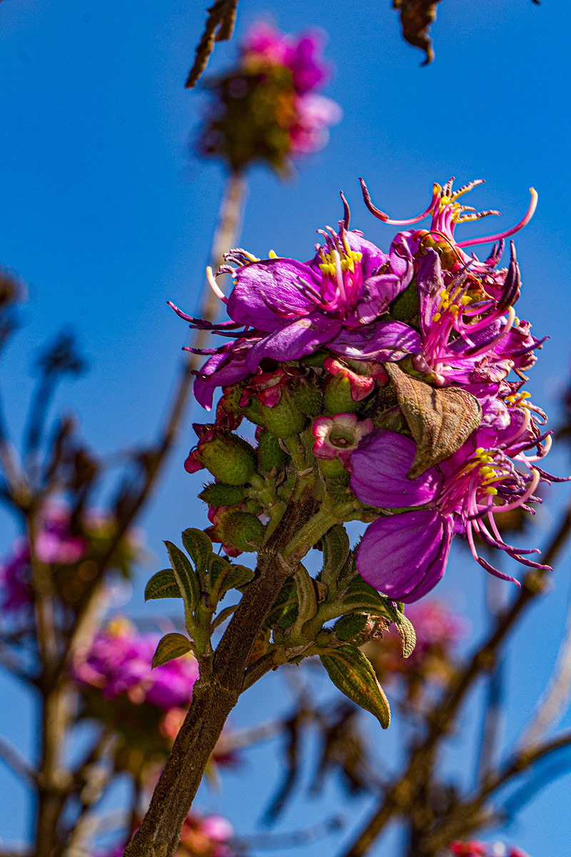 Dissotis melleri var. melleri