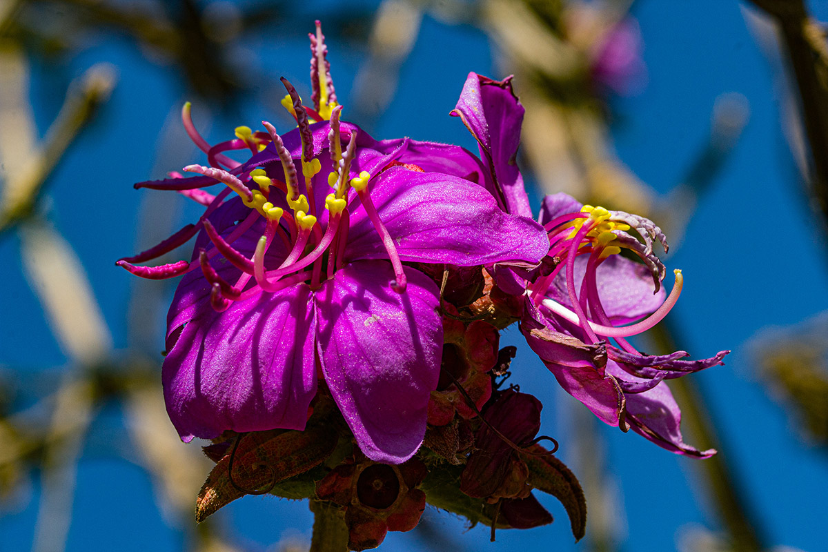 Dissotis melleri var. melleri