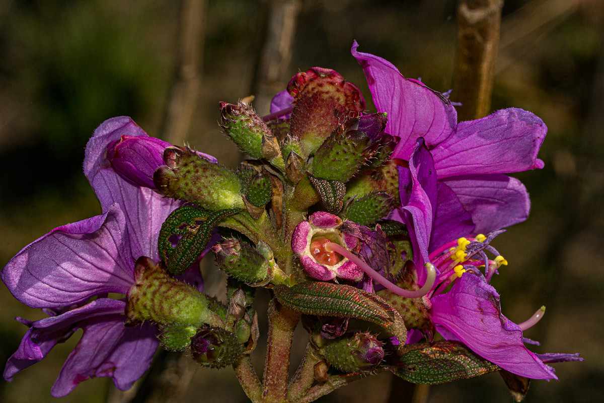 Dissotis melleri var. melleri