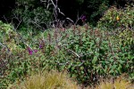 Dissotis johnstoniana var. johnstoniana