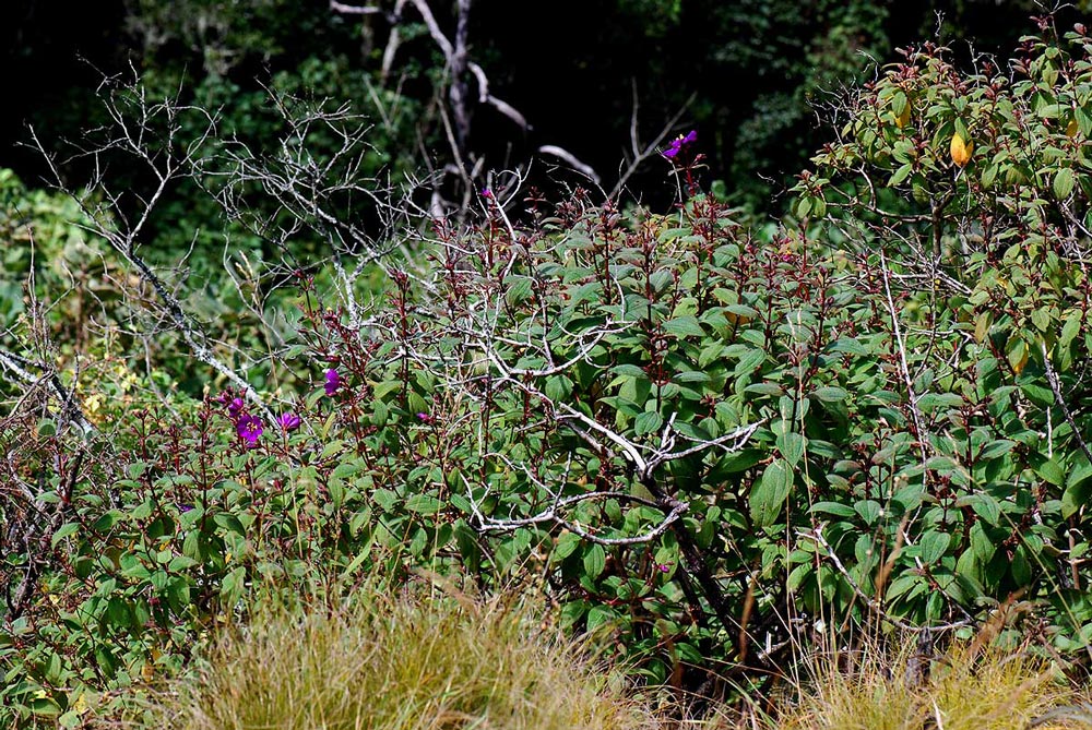 Dissotis johnstoniana var. johnstoniana
