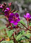 Dissotis johnstoniana var. johnstoniana