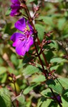 Dissotis johnstoniana var. johnstoniana