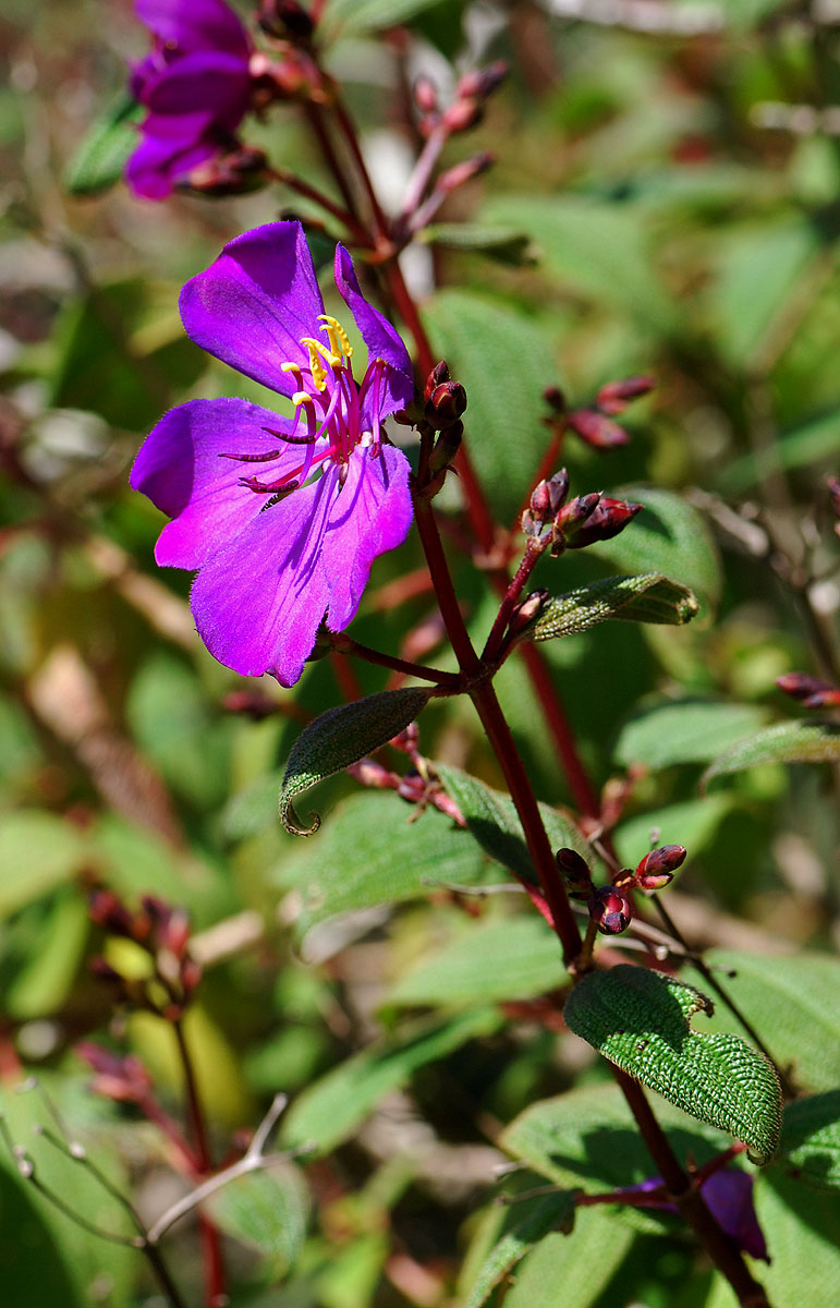 Dissotis johnstoniana var. johnstoniana