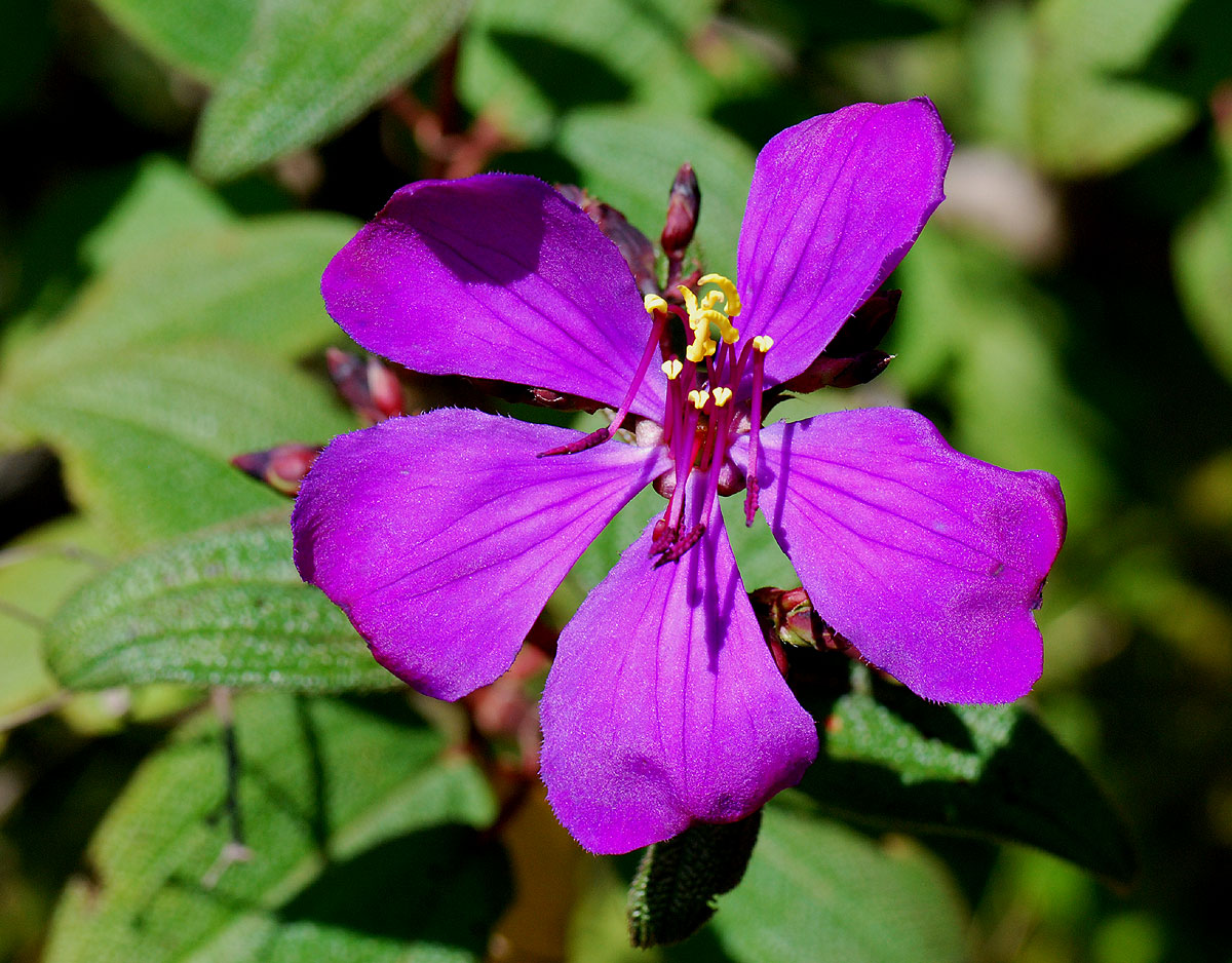 Dissotis johnstoniana var. johnstoniana