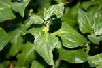 Tetragonia tetragonioides