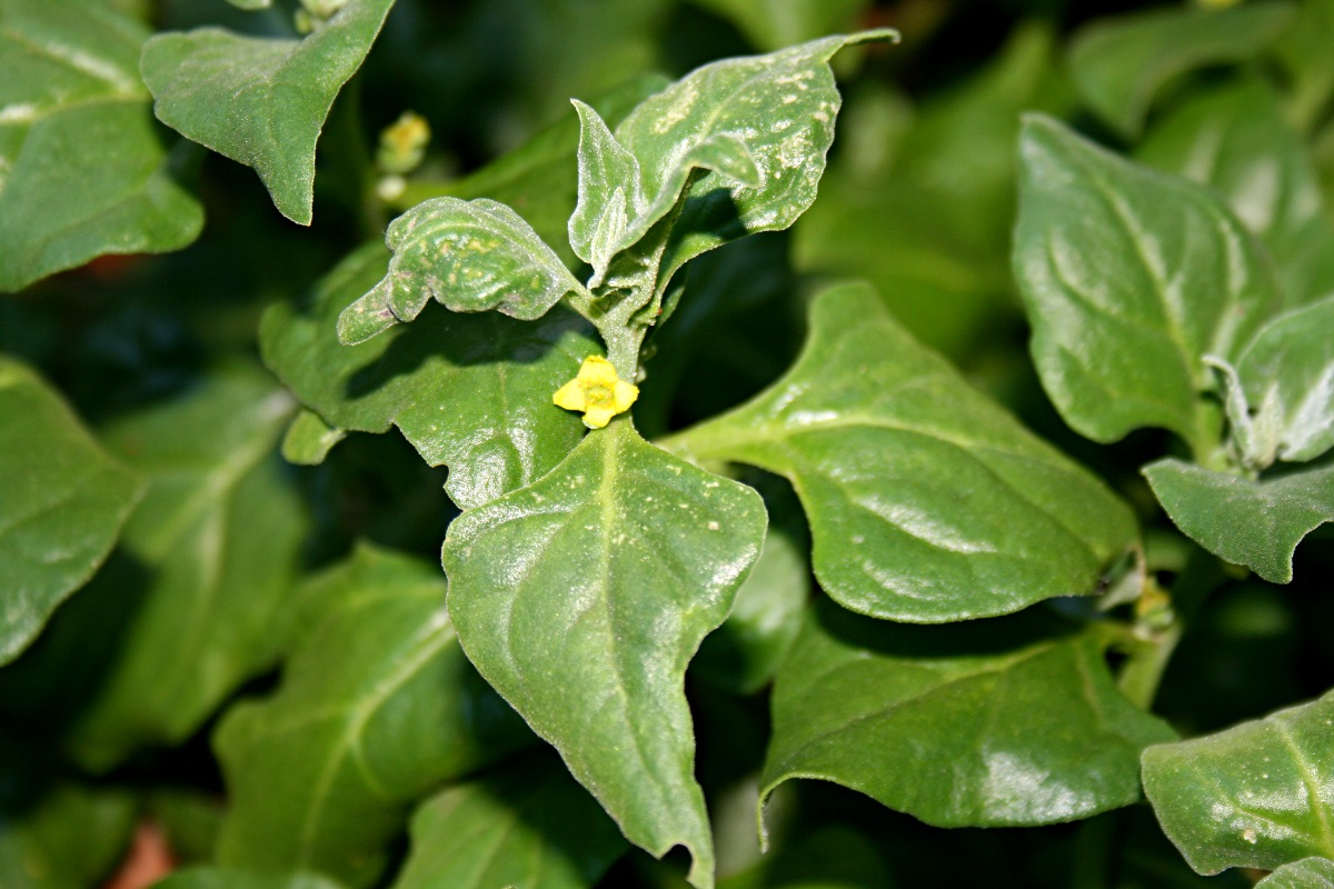 Tetragonia tetragonioides