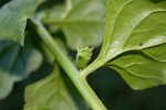Tetragonia tetragonioides