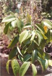 Xylopia rubescens