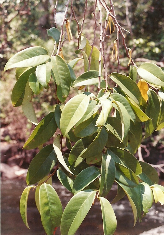 Xylopia rubescens