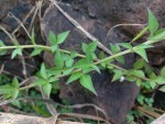 Cleome rutidosperma var. rutidosperma