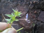 Cleome rutidosperma var. rutidosperma