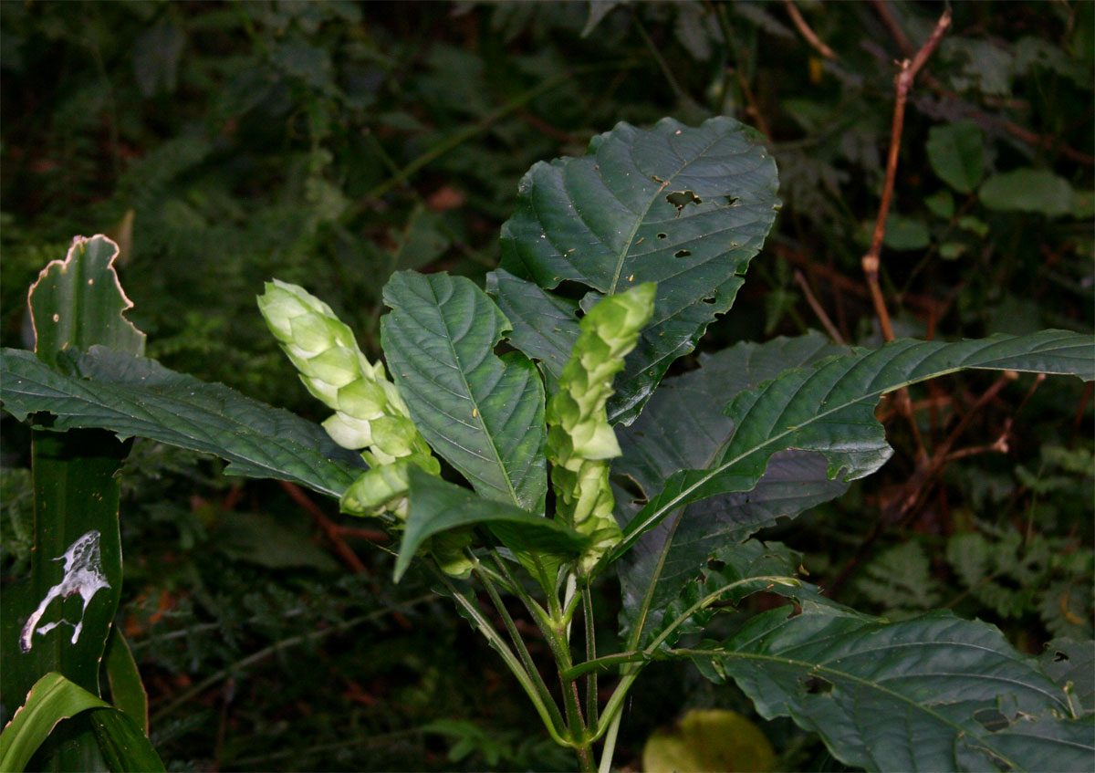 Justicia sp. A cf. engleriana