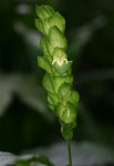 Justicia sp. A cf. engleriana