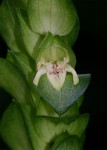 Justicia sp. A cf. engleriana