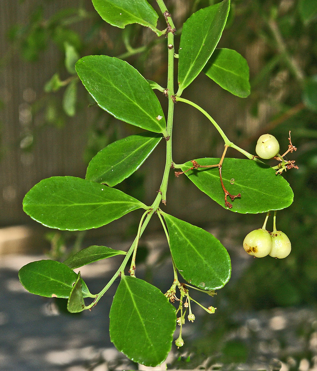 Gymnosporia arenicola