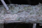 Gymnosporia arenicola