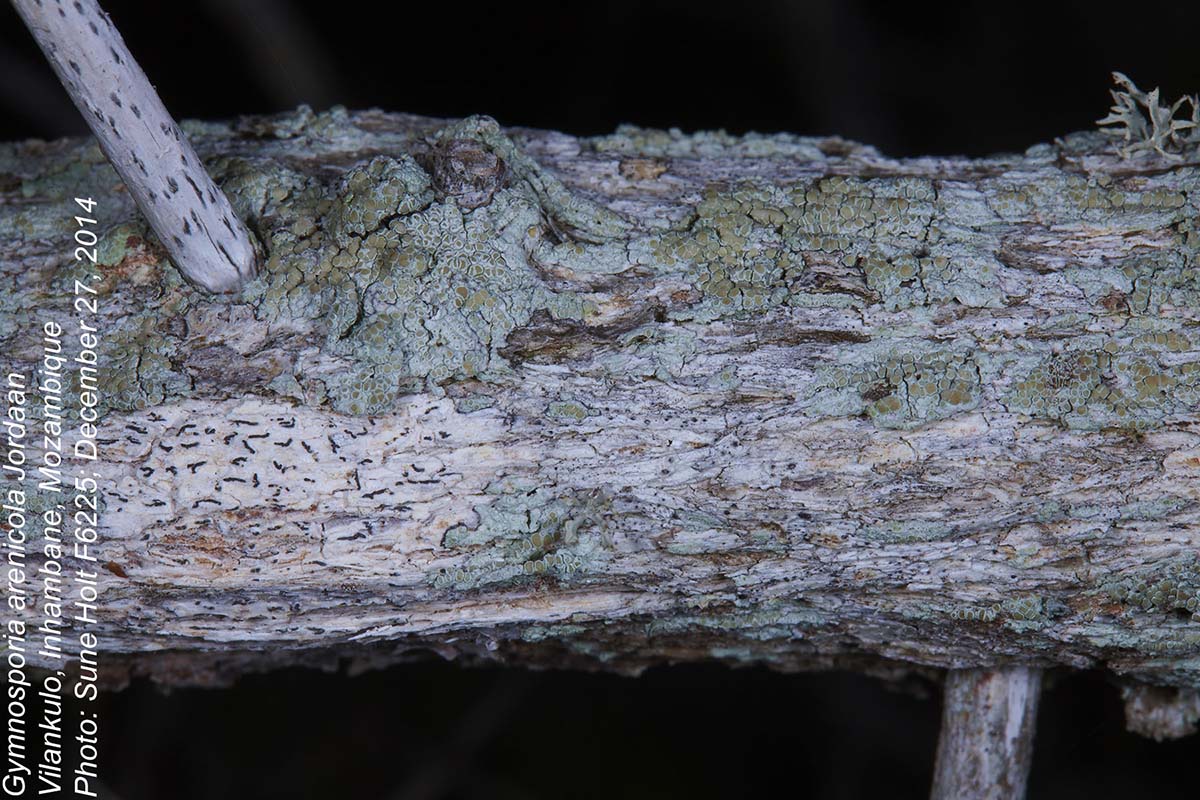 Gymnosporia arenicola