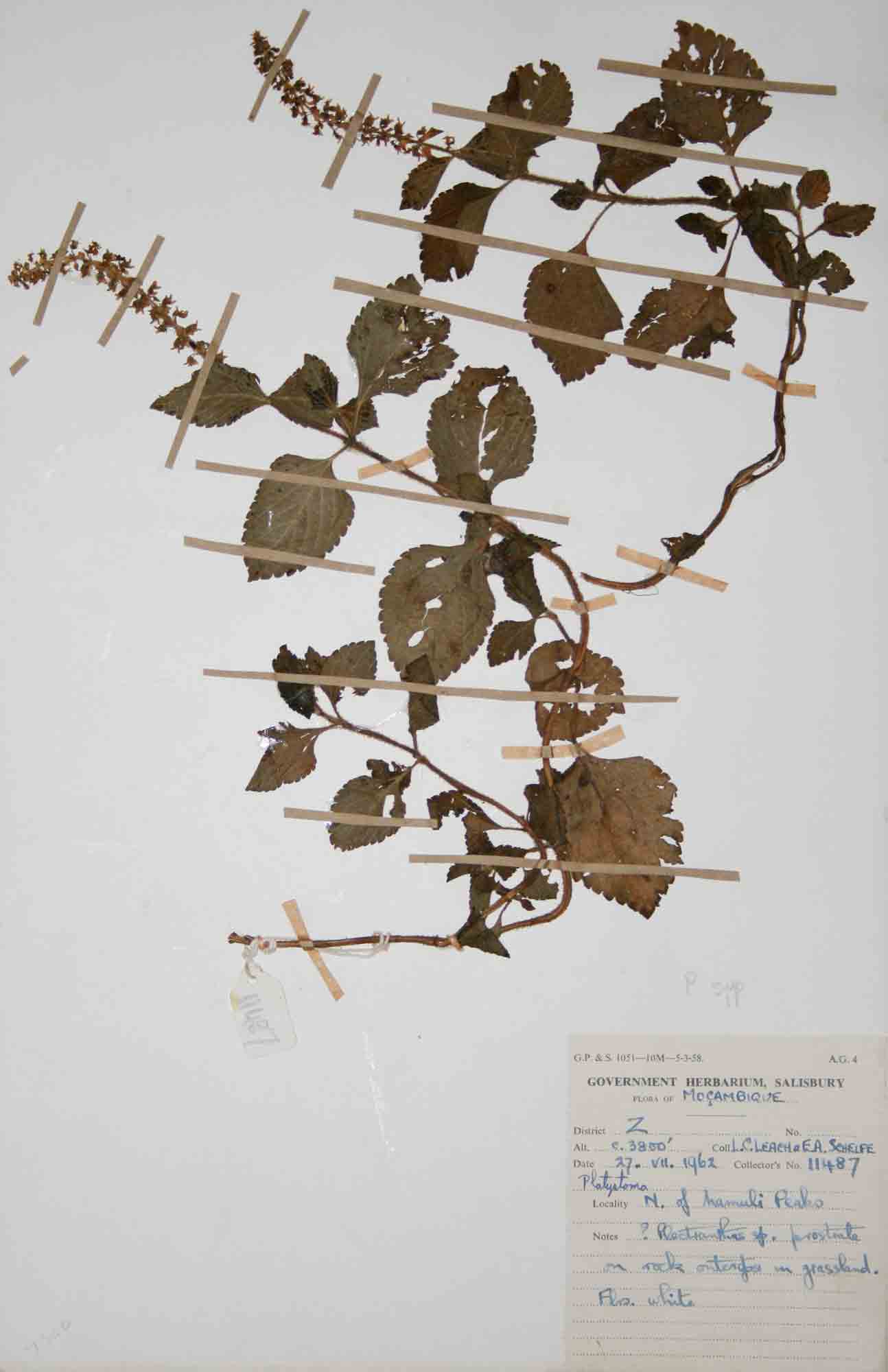 Platostoma sp. no. 2