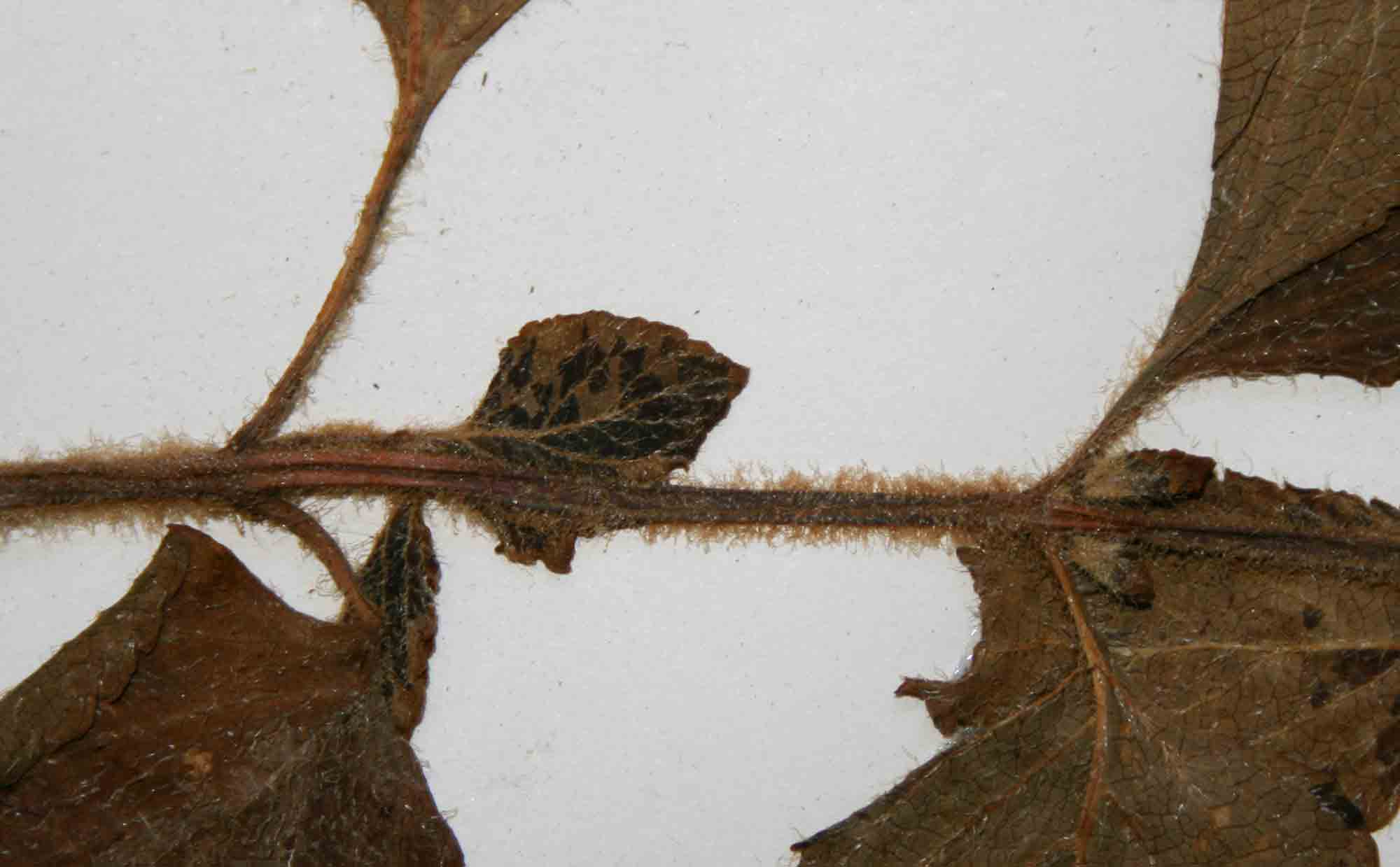 Platostoma sp. no. 2