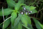 Pentas zanzibarica subsp. zanzibarica var. zanzibarica