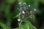 Pentas zanzibarica subsp. zanzibarica var. zanzibarica