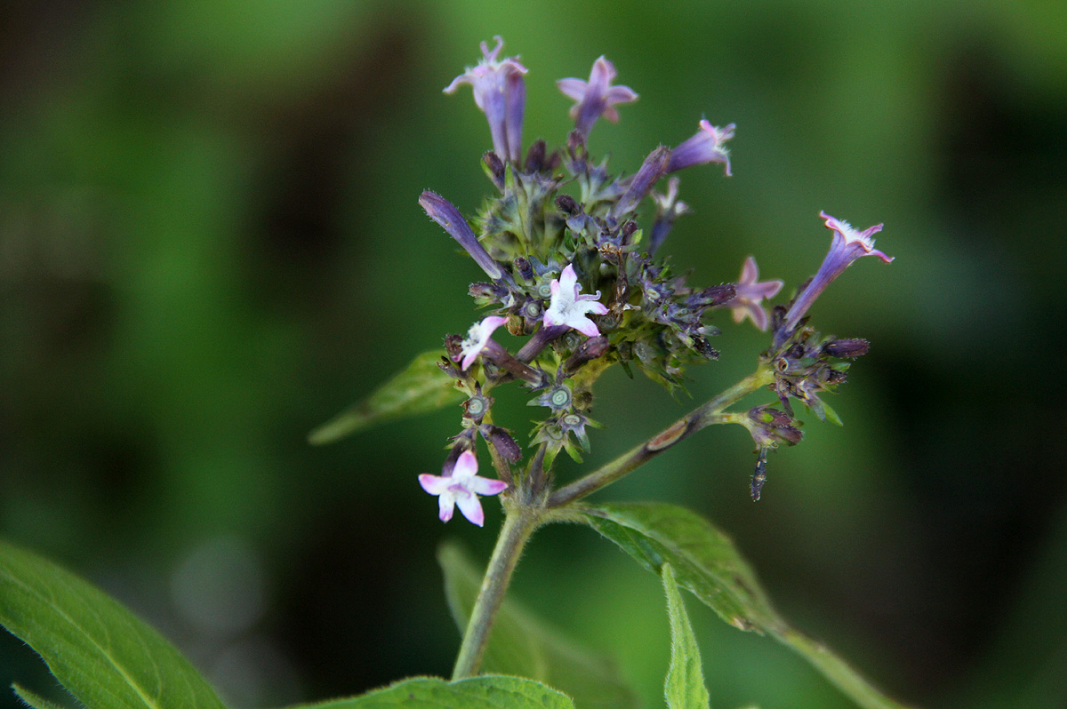 Pentas zanzibarica subsp. zanzibarica var. zanzibarica