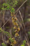 Kotschya recurvifolia subsp. recurvifolia