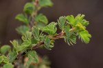 Kotschya recurvifolia subsp. recurvifolia