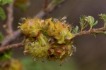 Kotschya recurvifolia subsp. recurvifolia