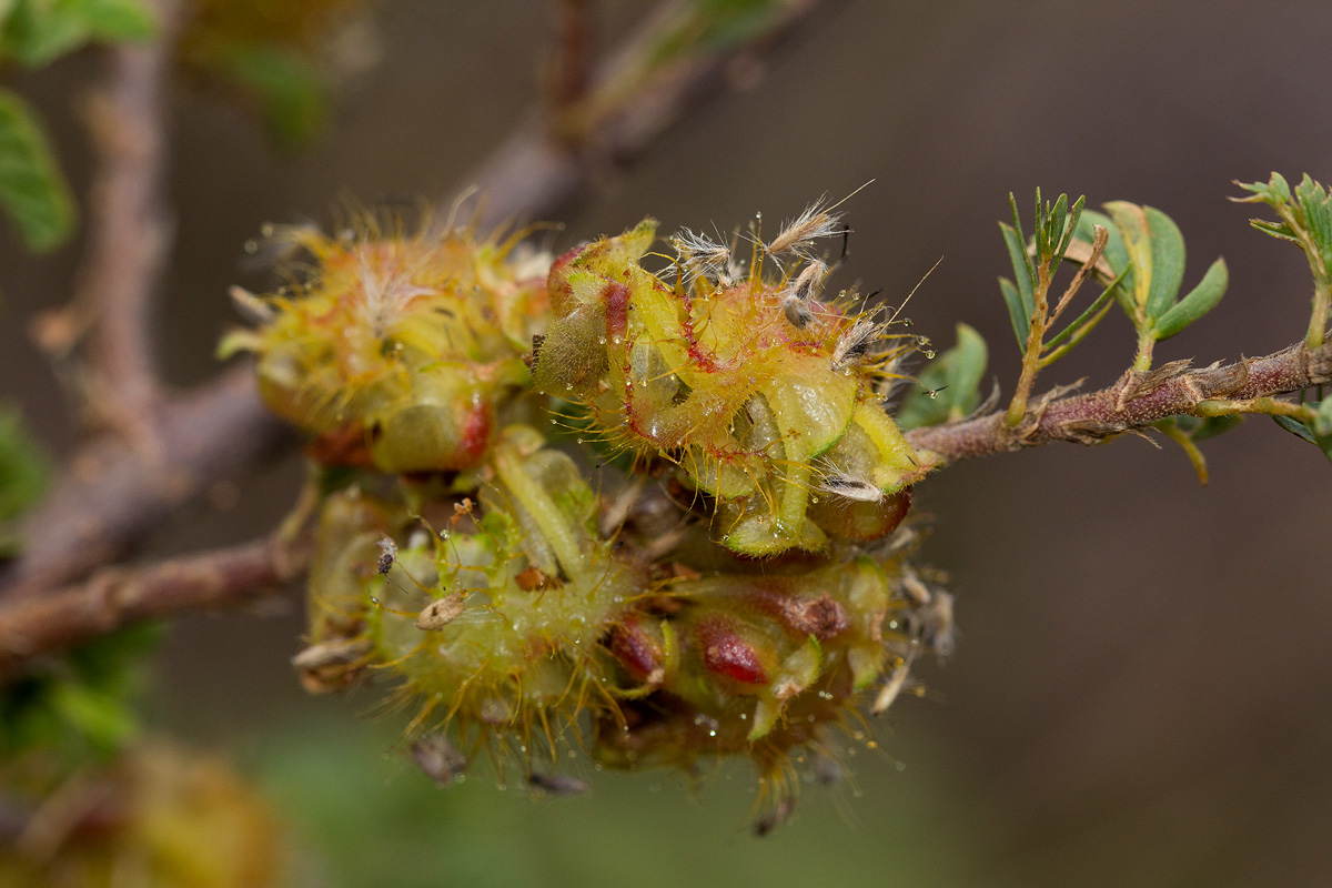 Kotschya recurvifolia subsp. recurvifolia