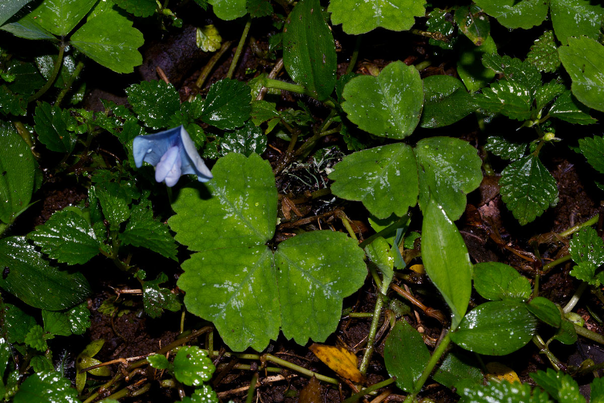 Parochetus communis var. africanus