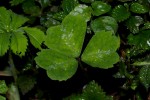 Parochetus communis var. africanus