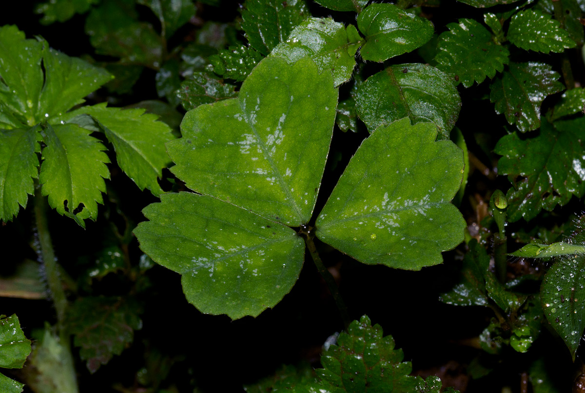 Parochetus communis var. africanus