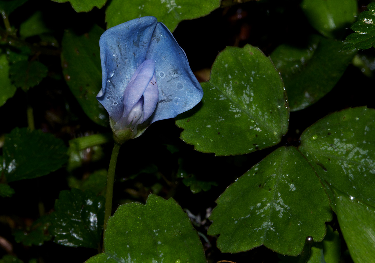 Parochetus communis var. africanus