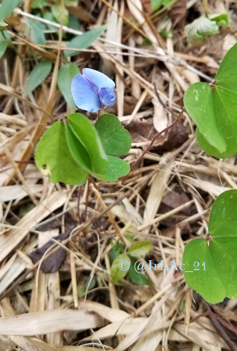 Parochetus africanus Parochetus africanus