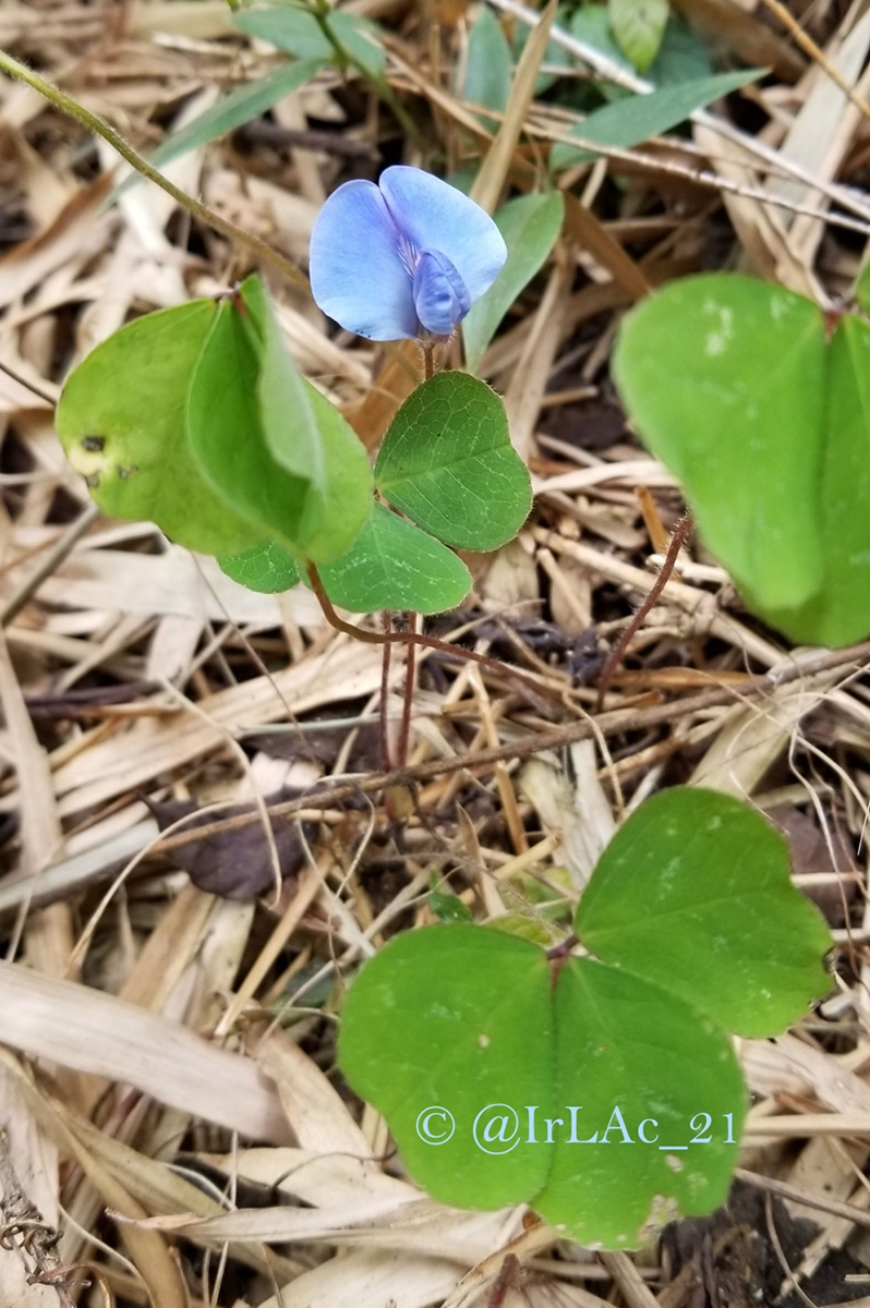 Parochetus africanus Parochetus africanus