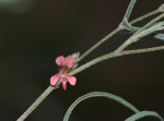 Indigofera charlieriana subsp. sessilis var. sessilis
