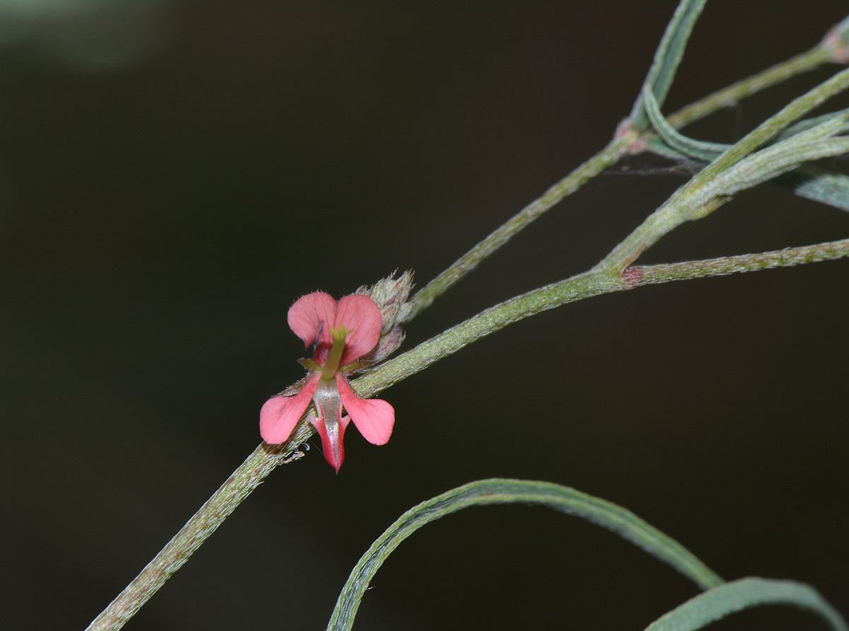 Indigofera charlieriana subsp. sessilis var. sessilis
