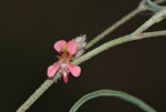 Indigofera charlieriana subsp. sessilis var. sessilis