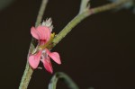 Indigofera charlieriana subsp. sessilis var. sessilis