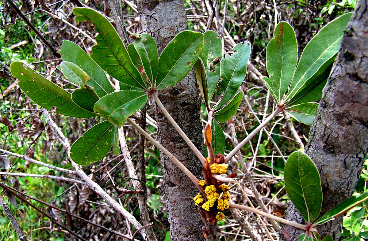 Oldfieldia dactylophylla Oldfieldia dactylophylla