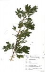 Acacia robusta subsp. usambarensis
