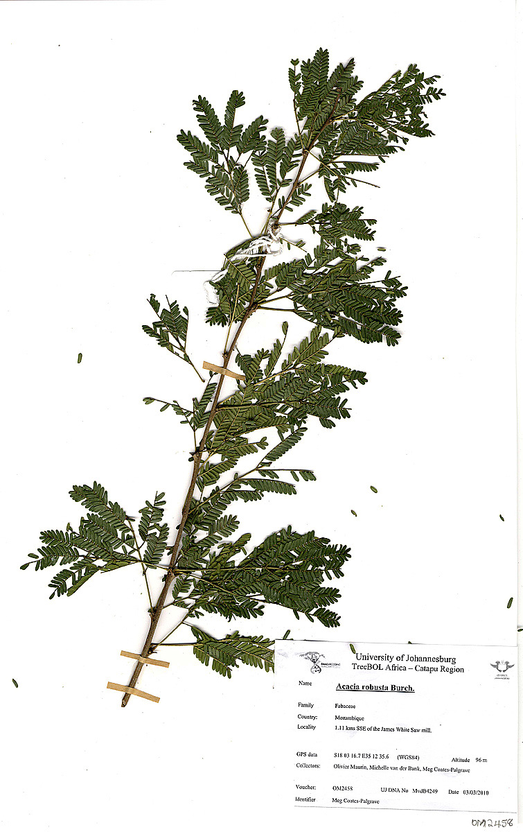 Acacia robusta subsp. usambarensis