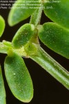 Acacia robusta subsp. usambarensis