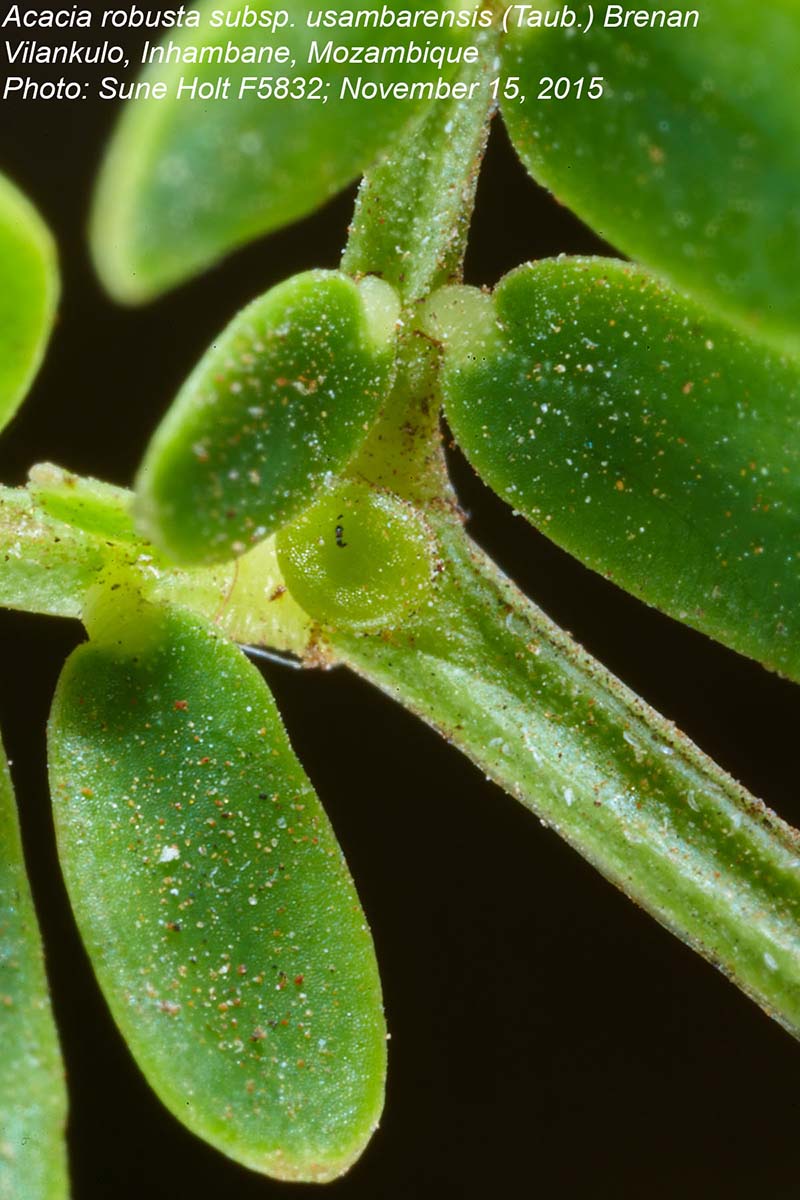 Acacia robusta subsp. usambarensis