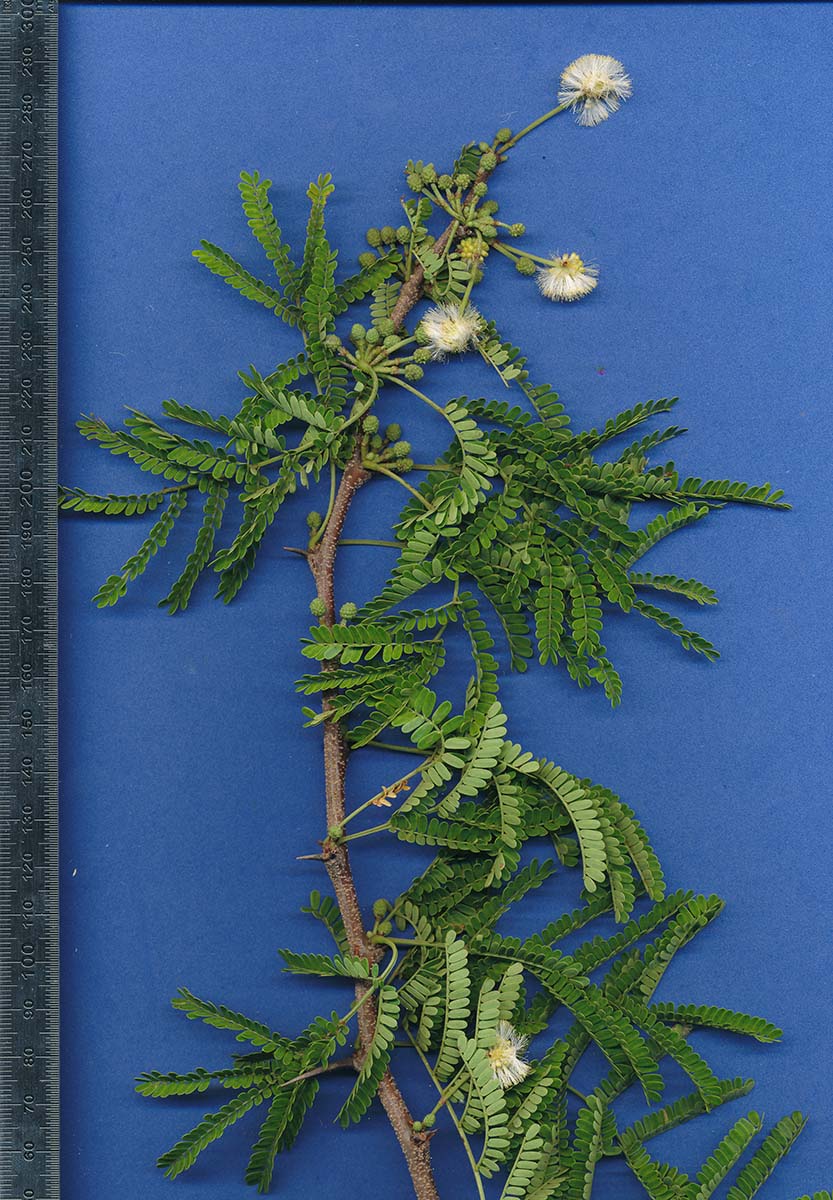 Acacia robusta subsp. usambarensis