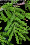 Acacia robusta subsp. usambarensis