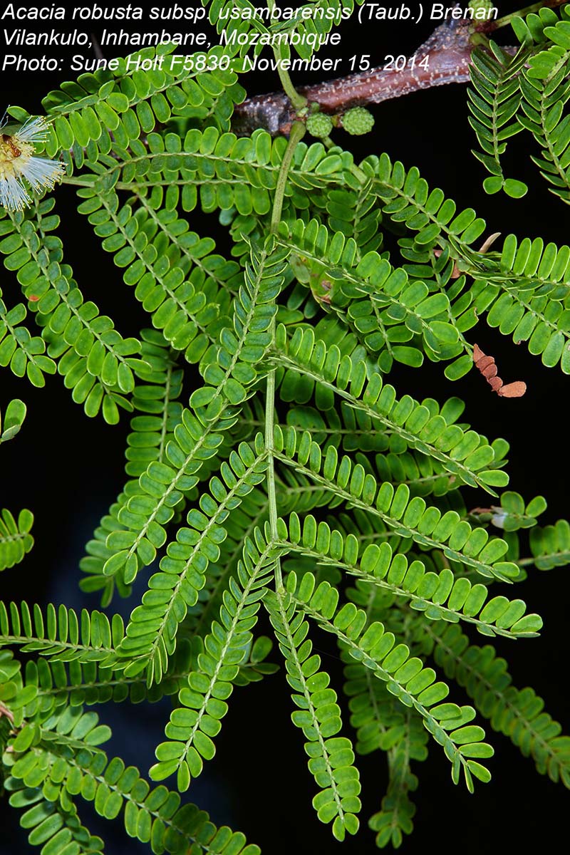 Acacia robusta subsp. usambarensis